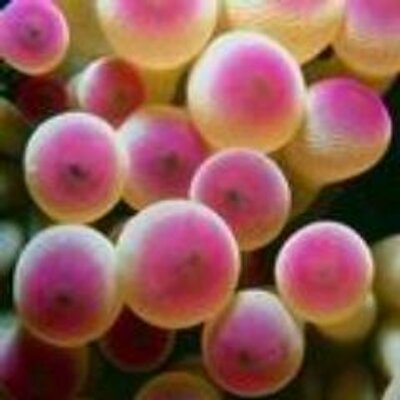 Profile Picture of Josh Covin (@hiaslovarin) on Twitter