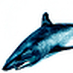 Profile Picture of Tim Priest (@tdpriest) on Flickr