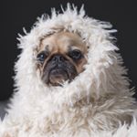 Profile Picture of LEA Couture | Dog Clothes (@lea.pet.couture) on Instagram
