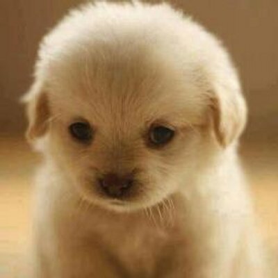 Profile Picture of Anjali Chopra (@anjalichopra299) on Twitter