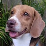 Profile Picture of MundoBeagle - Bob 🐶🐾 (@thebeaglebob) on Instagram