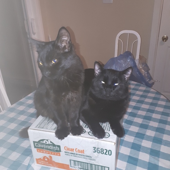 Profile Picture of Francesca Trocchia (@keepcalm155) on Poshmark