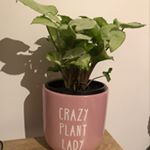 Profile Picture of 🌿 Tracey 🌿 (@leaf_me_to_my_jungle) on Instagram