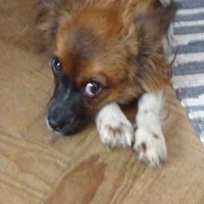 Profile Picture of Jessie (@jessie_neves) on Twitter