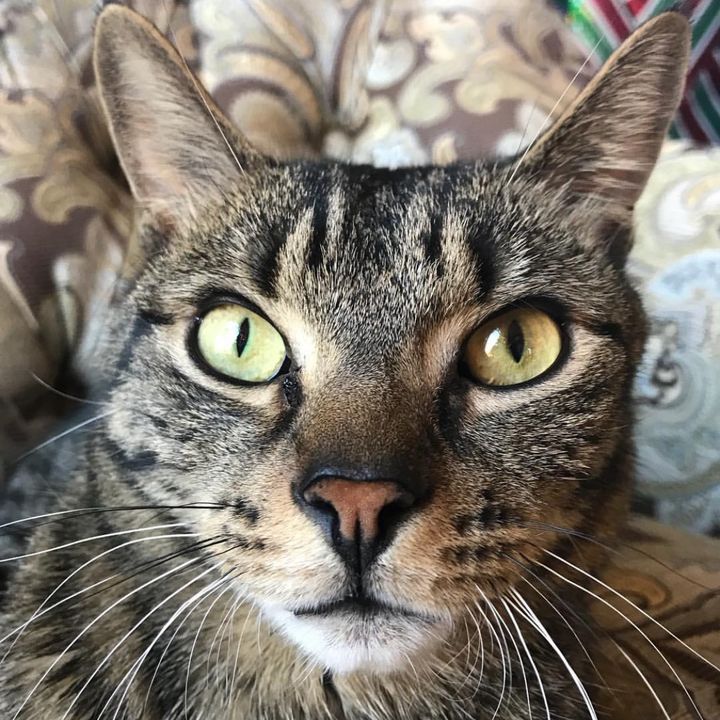 Profile Picture of Forrest (@forrest_and_friends) on Tiktok