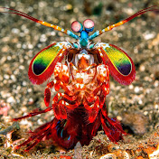 Profile Picture of Joe Pye (@wbmtaverage) on Youtube