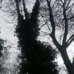 Profile Picture of Steven Tree Man🌳 (@_.steventreeman._) on Instagram