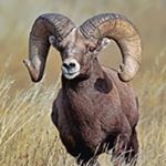 Profile Picture of Ann Schultz (@schultzannm) on Instagram