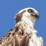 Profile Picture of Sylvie Baschung (@sbaschung) on Flickr