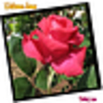 Profile Picture of Minh S%u01B0%u01A1ng Lam Tr%u1EA7n (@minh40) on Flickr