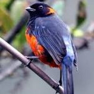 Profile Picture of Nancy Simmons (@Nancy45Simmons) on Twitter