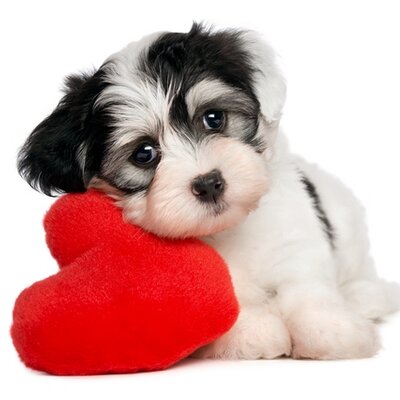 Profile Picture of Muhammad Osman (@muhammadosman55) on Twitter