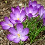 Profile Picture of Sandona Jamescrole (@sandonasan) on Instagram