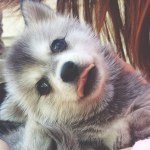 Profile Picture of Kris Farley (@vegngrrly) on Instagram