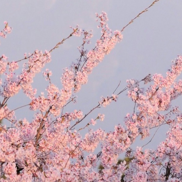 Profile Picture of Isabella Romig (@isabellaromig) on Poshmark