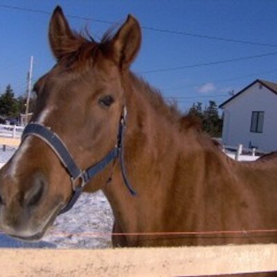 Profile Picture of Hayley Pilgrim (@HayleyandCloud) on Twitter