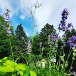Profile Picture of Catherine Archibald (@packlite) on Instagram