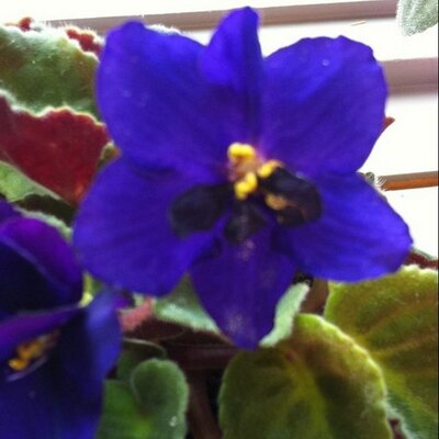 Profile Picture of Dianna L Piper (@dappiper) on Twitter