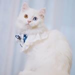 Profile Picture of Mimi Feng (@mimi.feng.37) on Instagram