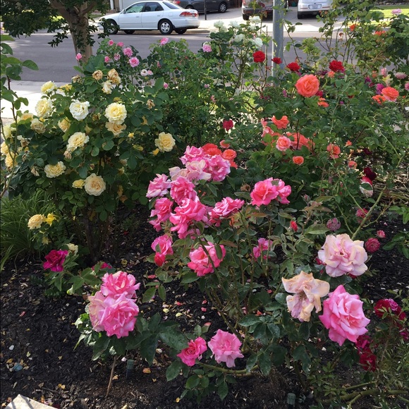 Profile Picture of Cleo Lee (@clee520) on Poshmark