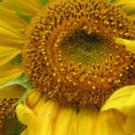 Profile Picture of Ginette Poirier (@poirier.ginette) on Instagram