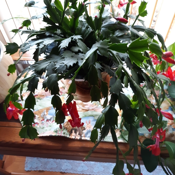 Profile Picture of Janette Zoromski (@zorojankay) on Poshmark