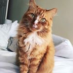 Profile Picture of Mr.Bailey Rupert Hopewell (@mr.baileyhopewell) on Instagram