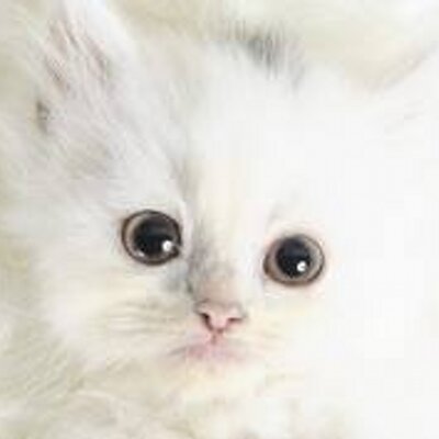 Profile Picture of Torrence Smith (@torrieminecraft) on Twitter