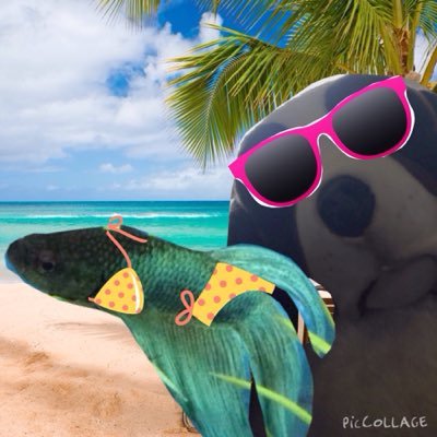 Profile Picture of Bartholomew & Philip (@StJoePets) on Twitter
