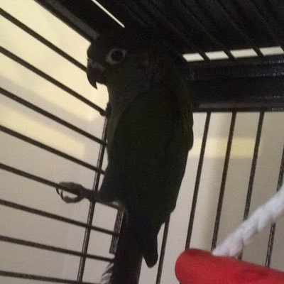 Profile Picture of Kyle Slade (@KyleSlade12) on Twitter