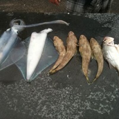 Profile Picture of Tim Giddings (@timmygiddy) on Twitter