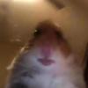 Profile Picture of Fallz (@fallzhimself) on Tiktok