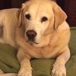 Profile Picture of Sheri Stuart Shimko (@shimkosheri) on Instagram