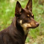 Profile Picture of Leagården's Red And Tan Loka 🐕 (@lokathekelpie) on Instagram