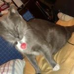 Profile Picture of Preston Winget (@preston.winget) on Instagram