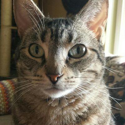 Profile Picture of Lisa Allis Campbell (@LisaAllis) on Twitter