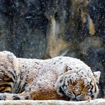 Profile Picture of Kevin Wilkinson (@Badger688) on Twitter