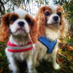 Profile Picture of Ann-Mari Johansen (@izzie_the_cavalier) on Instagram