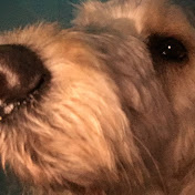 Profile Picture of Hanna Watson And Sacha The Dog (@hannawatsonandsachathedog7785) on Youtube