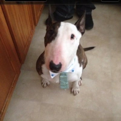 Profile Picture of Stephen D Gainey (@stephendgainey) on Twitter