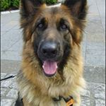 Profile Picture of Steven Dunnett (@dunnsda) on Instagram