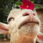 Oswaldo! Um carneirinho Nutella que se comporta como cão! - Instagram Profile Picture of Oswaldo! Um carneirinho Nutella que se comporta como cão! (@oswaldo_a_ovelha_nutella) on Instagram