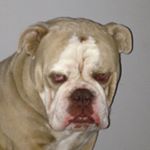 Profile Picture of @lenardthebulldog (@jackholdawaywinton) on Instagram