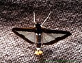 Profile Picture of Diaphania indicaon Wikipedia