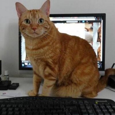 Profile Picture of Theodoro Jones (@GatoTheo) on Twitter