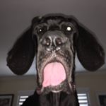 Miles & Gus Gus - Instagram Profile Picture of Miles & Gus Gus (@miles_and_a_gus) on Instagram