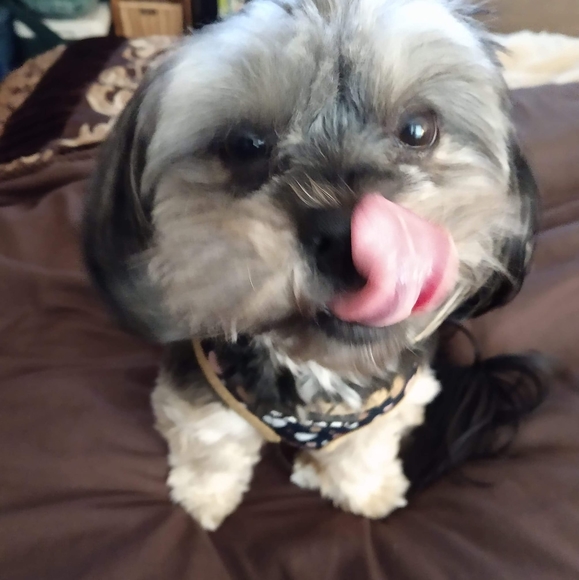 Profile Picture of Tara Blackington (@tarablackington) on Poshmark