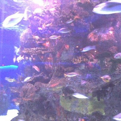 Profile Picture of Laura Spurlock (@THUNDERSOCK) on Twitter