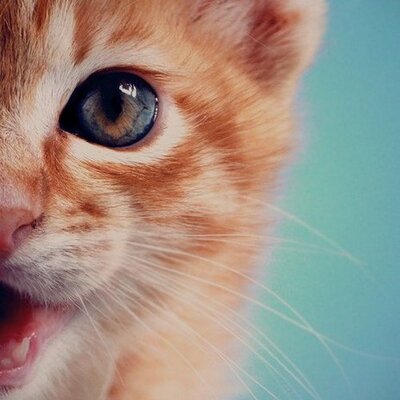 Profile Picture of Daniela Pedone (@danielapedone1) on Twitter