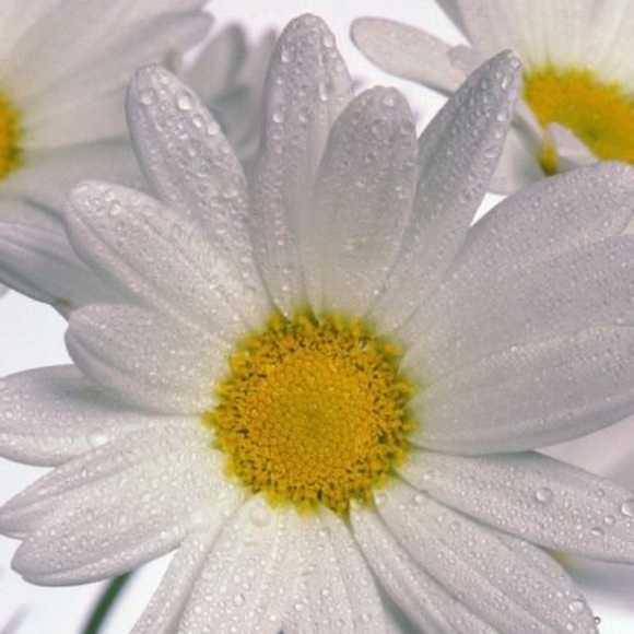 Profile Picture of Louise Frenette (@louloufrenette) on Poshmark